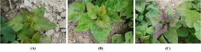 Identification of sweetpotato virus disease-infected leaves from field images using deep learning